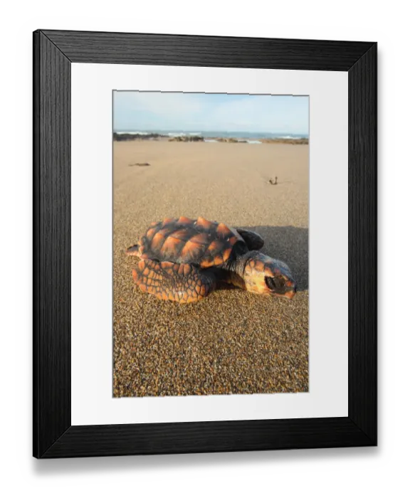 Framed Print : Loggerhead Turtle (Caretta caretta) dead juvenile, washed up on beach, Cornwall, England, january Framed Print : Loggerhead Turtle (Caretta caretta) dead juvenile, washed up on beach, Cornwall, England, january