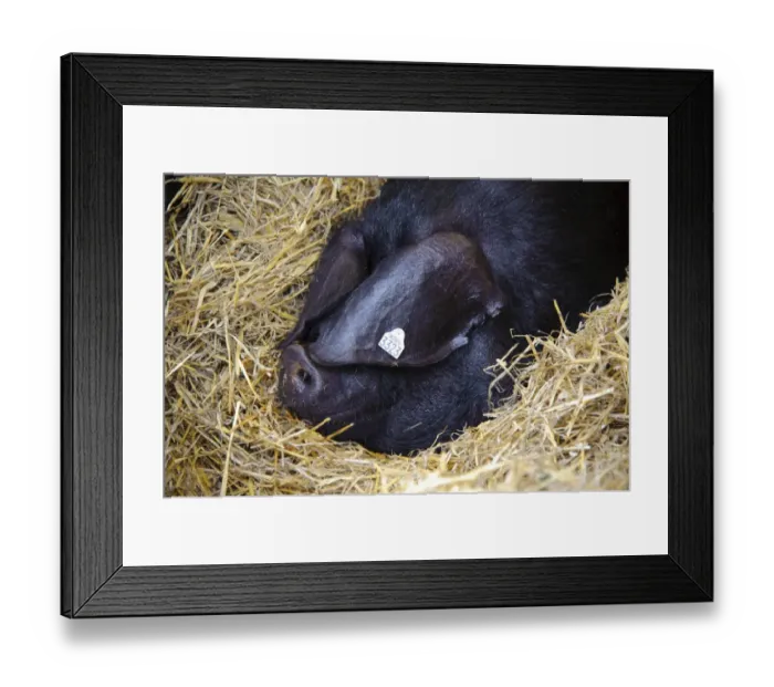 Framed Print : Domestic Pig, Large Black sow, close-up of head, resting on straw bedding, Devon Show, Devon, England, may Framed Print : Domestic Pig, Large Black sow, close-up of head, resting on straw bedding, Devon Show, Devon, England, may
