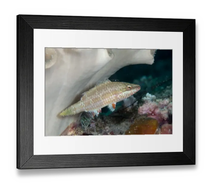 Framed Print : Oriental Wrasse (Oxycheilinus rhodochrous) adult, swimming in reef, Dunia Kecil, Wayilbatan, West Papua, New Guinea, Indonesia Framed Print : Oriental Wrasse (Oxycheilinus rhodochrous) adult, swimming in reef, Dunia Kecil, Wayilbatan, West Papua, New Guinea, Indonesia