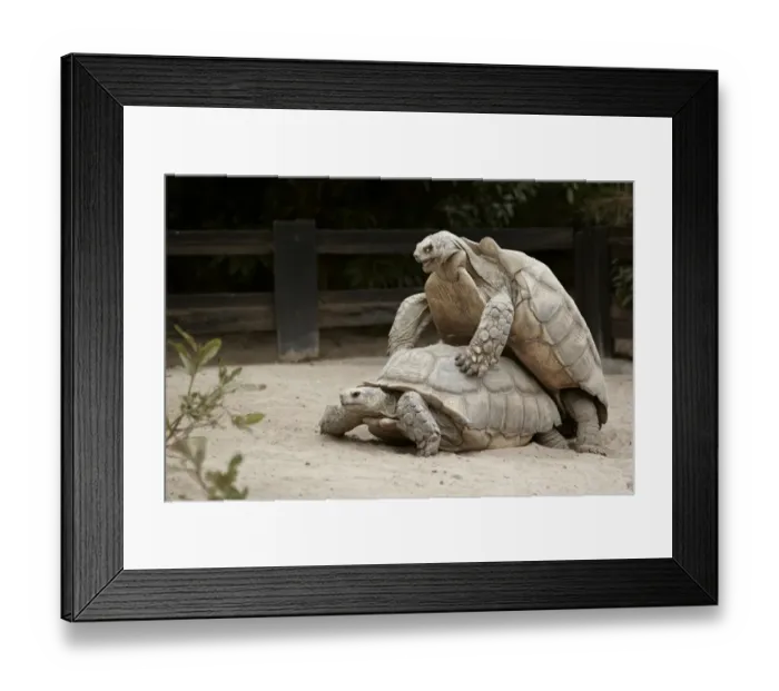 Framed Print : African Spurred Tortoise (Geochelone sulcata) adult pair, mating, Village des Tortues de Nouflaye, Rufisque, Senegal (captive) Framed Print : African Spurred Tortoise (Geochelone sulcata) adult pair, mating, Village des Tortues de Nouflaye, Rufisque, Senegal (captive)