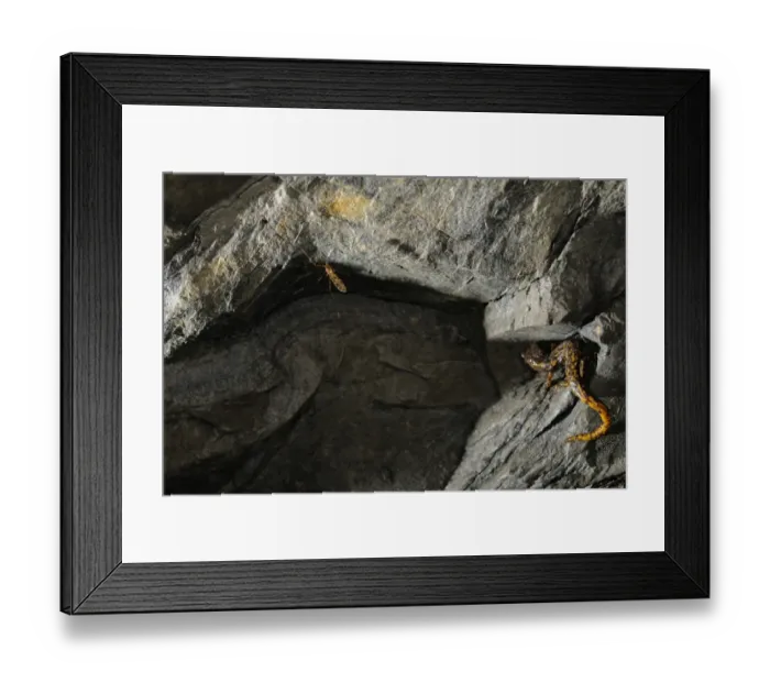 Framed Print : Strinati's Cave Salamander (Speleomantes strinatii) adult, hunting, approaching cave mosquito in cave, Italy, june Framed Print : Strinati's Cave Salamander (Speleomantes strinatii) adult, hunting, approaching cave mosquito in cave, Italy, june