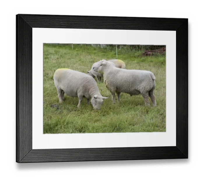 Framed Print : Domestic Sheep, Southdown ram and ewes, with raddle dye on chest and rumps, standing in pasture, Diss, Norfolk, England, august