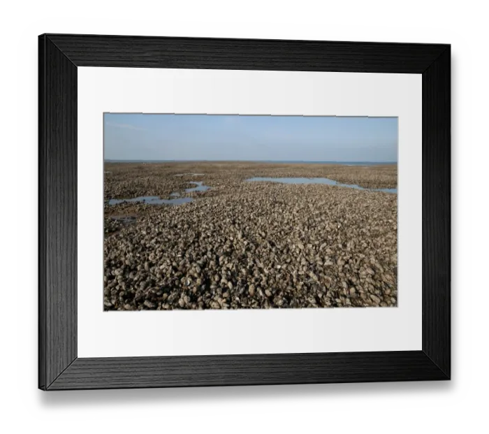 Framed Print : Common Mussel (Mytilus edulis) beds, exposed on beach at low tide, Hunstanton, Norfolk, England, october Framed Print : Common Mussel (Mytilus edulis) beds, exposed on beach at low tide, Hunstanton, Norfolk, England, october