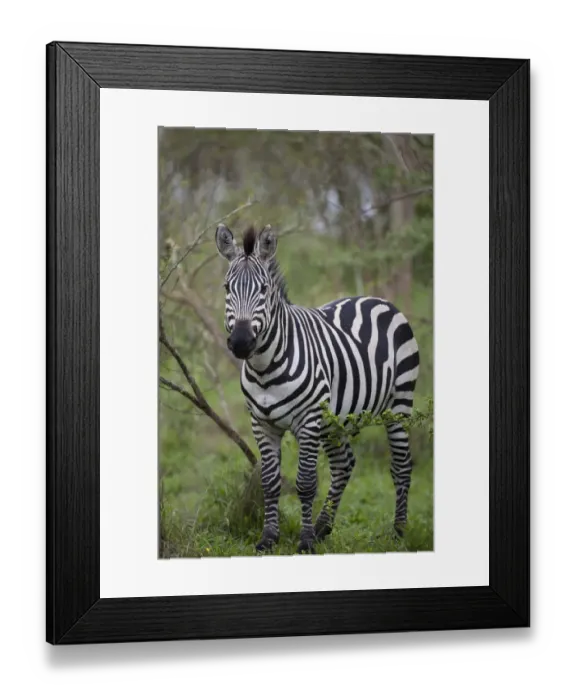Framed Print : Common Zebra (Equus quagga) adult, standing in woodland, Lake Mburo N. P. Uganda Framed Print : Common Zebra (Equus quagga) adult, standing in woodland, Lake Mburo N. P. Uganda