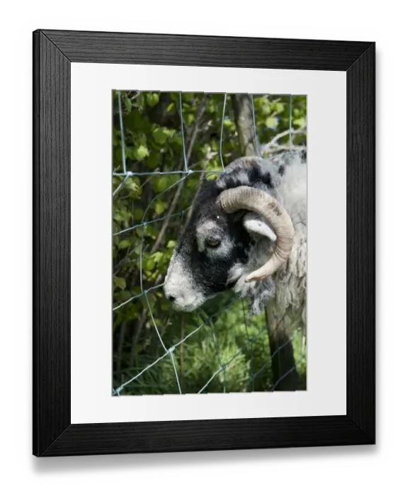 Framed Print : Domestic Sheep, ewe, with horns caught in wire netting fence, close-up of head, England, may Framed Print : Domestic Sheep, ewe, with horns caught in wire netting fence, close-up of head, England, may