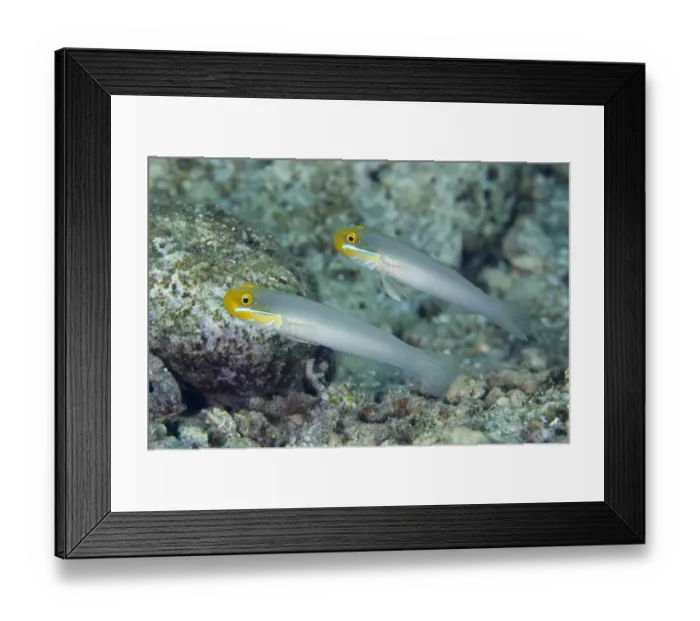 Framed Print : Bluestreak Goby (Valenciennea strigata) adult pair, swimming in reef, Tutuntute, Wetar Island, Barat Daya Islands, Lesser Sunda Islands, Maluku Province, Indonesia Framed Print : Bluestreak Goby (Valenciennea strigata) adult pair, swimming in reef, Tutuntute, Wetar Island, Barat Daya Islands, Lesser Sunda Islands, Maluku Province, Indonesia