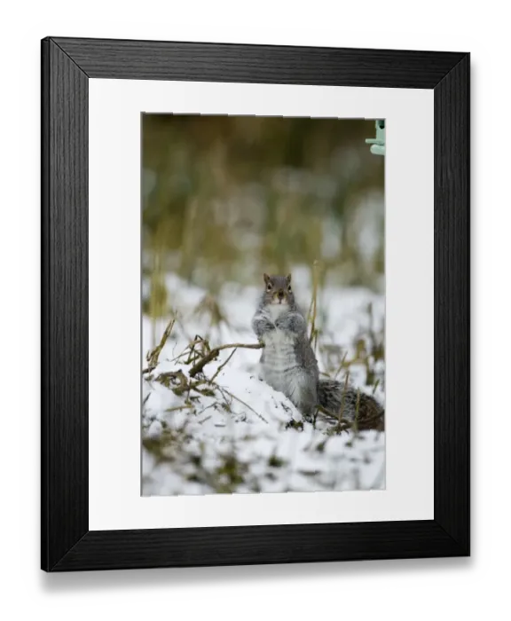 Framed Print : Eastern Grey Squirrel (Sciurus carolinensis) introduced species, adult, standing on hind legs, foraging in snow underneath birdfeeder, Norfolk, England, winter Framed Print : Eastern Grey Squirrel (Sciurus carolinensis) introduced species, adult, standing on hind legs, foraging in snow underneath birdfeeder, Norfolk, England, winter