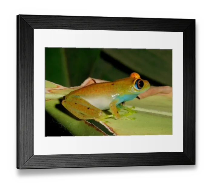 Framed Print : Viridian Treefrog (Boophis viridis) adult, sitting on leaf in primary rainforest, Andasibe-Mantadia N. P. Eastern Madagascar, august Framed Print : Viridian Treefrog (Boophis viridis) adult, sitting on leaf in primary rainforest, Andasibe-Mantadia N. P. Eastern Madagascar, august