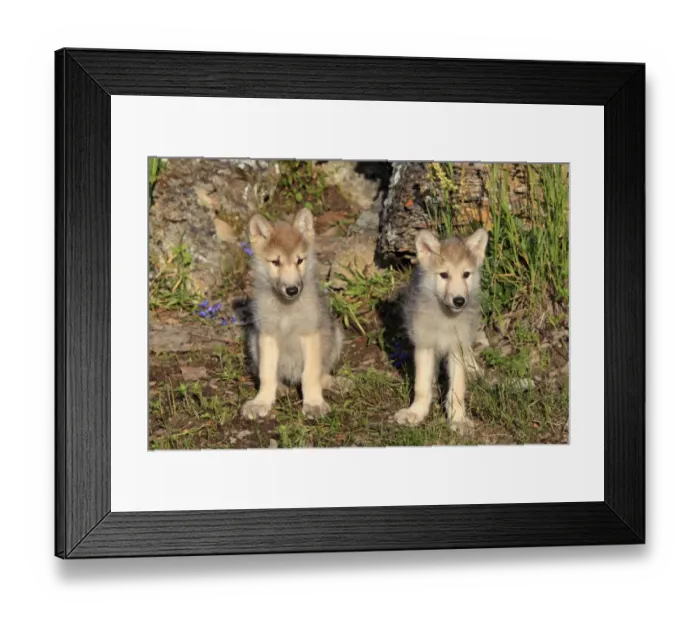 Framed Print : Timber Wolf (Canis lupus) two eight-week old cubs, sitting and standing, Montana, U. S. A. june (captive) Framed Print : Timber Wolf (Canis lupus) two eight-week old cubs, sitting and standing, Montana, U. S. A. june (captive)