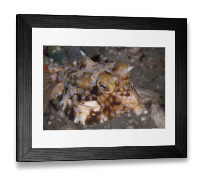 Framed Print : Long-horned Cowfish (Lactoria cornuta) adult, swimming at night, Ambon Island, Maluku Islands, Banda Sea, Indonesia Framed Print : Long-horned Cowfish (Lactoria cornuta) adult, swimming at night, Ambon Island, Maluku Islands, Banda Sea, Indonesia