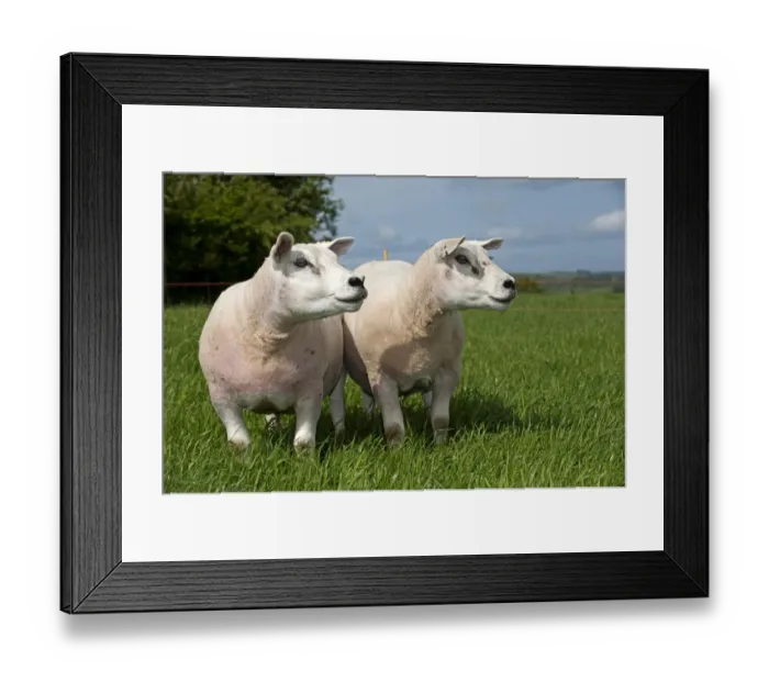 Framed Print : Domestic Sheep, Texel, two pedigree ewes, standing in pasture near electric fence, England, may Framed Print : Domestic Sheep, Texel, two pedigree ewes, standing in pasture near electric fence, England, may