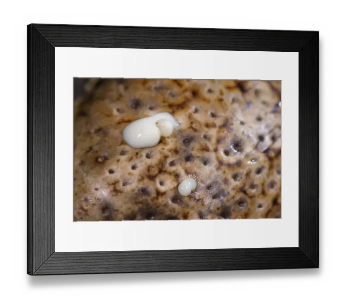 Framed Print : Cane Toad (Rhinella marinus) adult, close-up of skin, with toxic substance emerging from parotoid glands, Los Amigos Biological Station, Madre de Dios, Amazonia, Peru Framed Print : Cane Toad (Rhinella marinus) adult, close-up of skin, with toxic substance emerging from parotoid glands, Los Amigos Biological Station, Madre de Dios, Amazonia, Peru