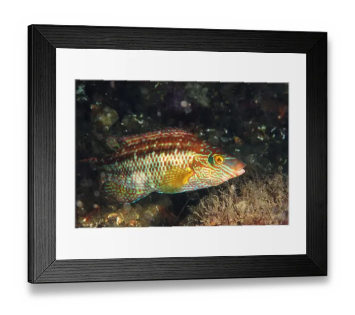 Framed Print : Corkwing Wrasse (Symphodus melops) adult, in breeding colours, swimming, Swanage Pier, Swanage Bay, Isle of Purbeck, Dorset, England, june Framed Print : Corkwing Wrasse (Symphodus melops) adult, in breeding colours, swimming, Swanage Pier, Swanage Bay, Isle of Purbeck, Dorset, England, june