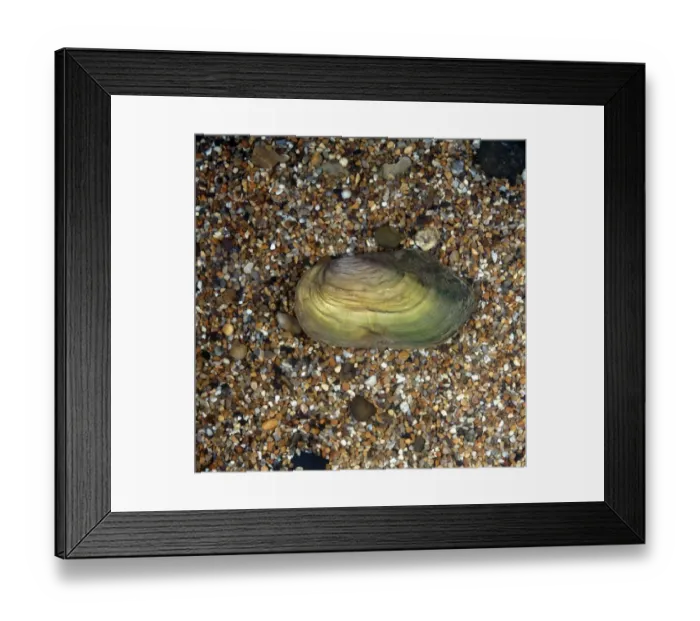 Framed Print : Swan Mussel (Anodonta cygnaea) Framed Print : Swan Mussel (Anodonta cygnaea)