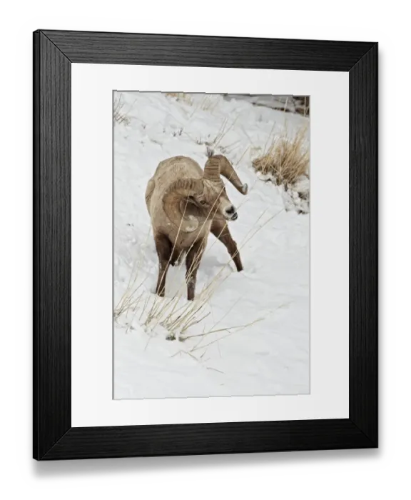 Framed Print : Bighorn Sheep (Ovis canadensis) adult male, feeding in snow, Yellowstone N. P. Wyoming, U. S. A. february Framed Print : Bighorn Sheep (Ovis canadensis) adult male, feeding in snow, Yellowstone N. P. Wyoming, U. S. A. february