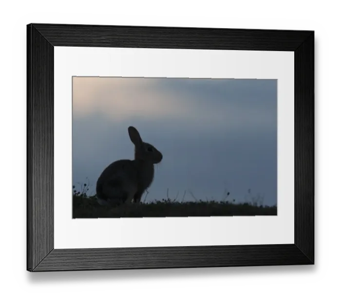 Framed Print : European Rabbit (Oryctolagus cuniculus) adult, silhouetted at twilight, sitting in coastal grazing marsh, North Kent Marshes, Isle of Sheppey, Kent, England, july Framed Print : European Rabbit (Oryctolagus cuniculus) adult, silhouetted at twilight, sitting in coastal grazing marsh, North Kent Marshes, Isle of Sheppey, Kent, England, july