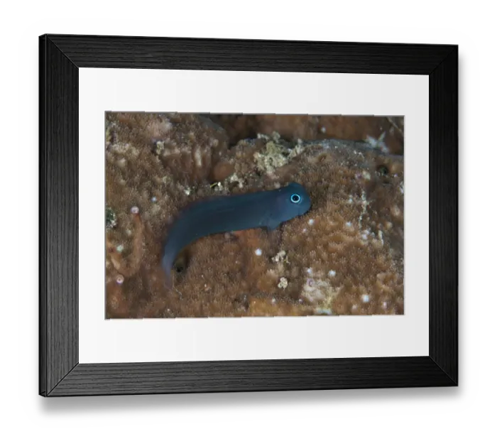 Framed Print : Yellowtail Blenny (Ecsenius namiyei) blue colour variation, adult, resting on reef, Wayilbatan, West Papua, New Guinea, Indonesia Framed Print : Yellowtail Blenny (Ecsenius namiyei) blue colour variation, adult, resting on reef, Wayilbatan, West Papua, New Guinea, Indonesia