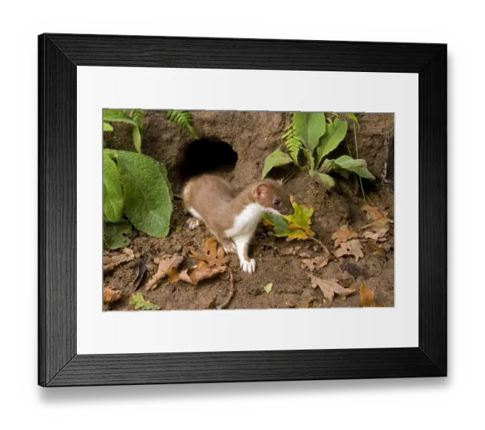 Framed Print : Stoat (Mustela erminea) adult, emerging from entrance to rabbit burrow, Sussex, England Framed Print : Stoat (Mustela erminea) adult, emerging from entrance to rabbit burrow, Sussex, England