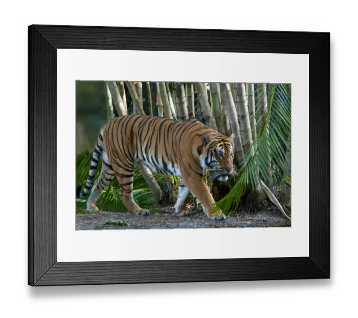 Framed Print : Malayan Tiger (Panthera tigris jacksoni) adult, walking (captive) Framed Print : Malayan Tiger (Panthera tigris jacksoni) adult, walking (captive)