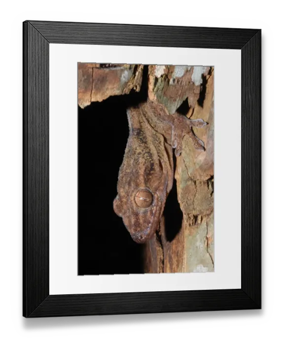 Framed Print : Sakalava Velvet Gecko (Blaesodactylus sakalava) adult, close-up of head, sheltering inside decaying log in spiny forest, Zombitse N. P. Southern Madagascar, august Framed Print : Sakalava Velvet Gecko (Blaesodactylus sakalava) adult, close-up of head, sheltering inside decaying log in spiny forest, Zombitse N. P. Southern Madagascar, august