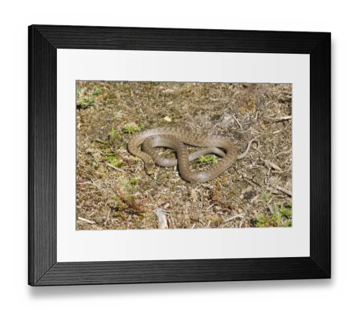 Framed Print : Smooth Snake (Coronella austriaca) adult, basking on heathland, Dorset, England, summer Framed Print : Smooth Snake (Coronella austriaca) adult, basking on heathland, Dorset, England, summer
