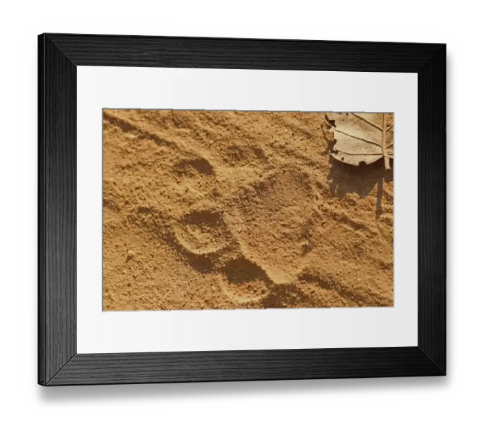 Framed Print : Indian Tiger (Panthera tigris tigris) close-up of footprint, Kanha N. P. Madhya Pradesh, India, november Framed Print : Indian Tiger (Panthera tigris tigris) close-up of footprint, Kanha N. P. Madhya Pradesh, India, november