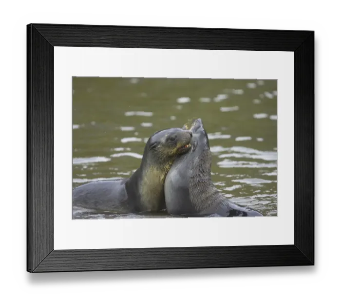 Framed Print : Antarctic Fur Seal (Arctocephalus gazella) two pups, playfighting in sea, Fortuna Bay, South Georgia