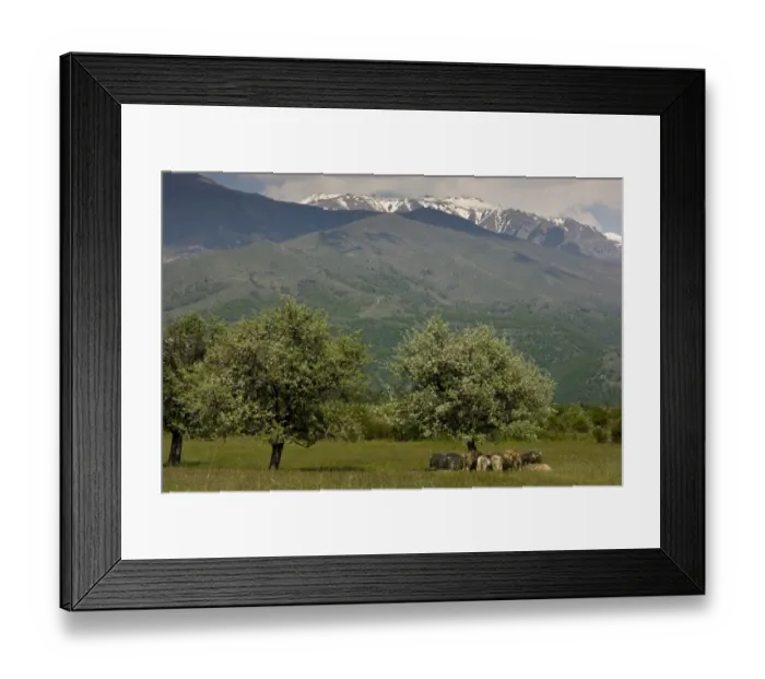 Framed Print : Domestic Sheep, flock, resting in shade under wild pear trees, Rila Mountains, Bulgaria, may Framed Print : Domestic Sheep, flock, resting in shade under wild pear trees, Rila Mountains, Bulgaria, may
