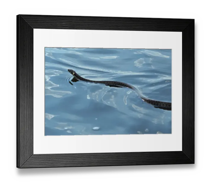 Framed Print : Grass Snake (Natrix natrix) adult, swimming, Tulcea, Danube Delta, Dobrogea, Romania, may Framed Print : Grass Snake (Natrix natrix) adult, swimming, Tulcea, Danube Delta, Dobrogea, Romania, may
