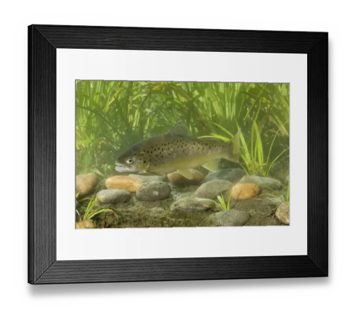 Framed Print : Brown Trout (Salmo trutta fario) adult, swimming, Sussex, England Framed Print : Brown Trout (Salmo trutta fario) adult, swimming, Sussex, England