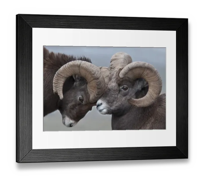 Framed Print : Bighorn Sheep (Ovis canadensis) two adult males, butting horns, close-up of heads, Jasper N. P. Alberta, Canada, october Framed Print : Bighorn Sheep (Ovis canadensis) two adult males, butting horns, close-up of heads, Jasper N. P. Alberta, Canada, october
