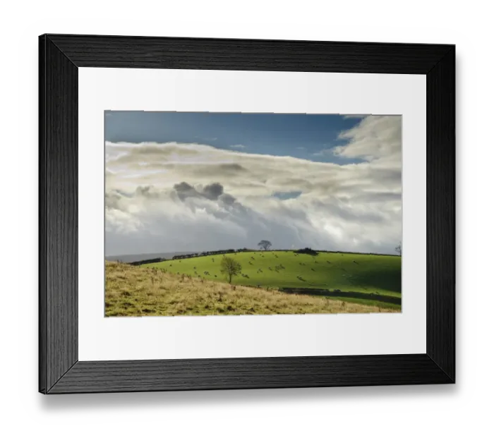 Framed Print : Domestic Sheep, flock grazing in pasture, with rain shower clouds over farmland, Clun, Shropshire, England, october Framed Print : Domestic Sheep, flock grazing in pasture, with rain shower clouds over farmland, Clun, Shropshire, England, october