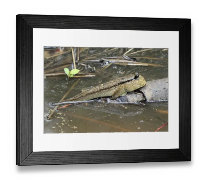Framed Print : Atlantic Mudskipper (Periophthalmus barbarus) adult, resting out of water on branch (captive)