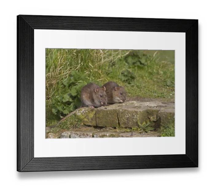 Framed Print : Brown Rat (Rattus norvegicus) two adults, feeding on bricks at edge of ditch, Norfolk, England Framed Print : Brown Rat (Rattus norvegicus) two adults, feeding on bricks at edge of ditch, Norfolk, England