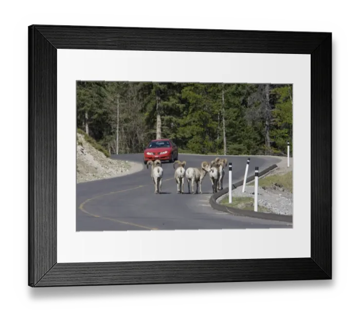 Framed Print : Bighorn Sheep (Ovis canadensis) five adult males, walking on road with approaching car, Rocky Mountains, Alberta, Canada, june Framed Print : Bighorn Sheep (Ovis canadensis) five adult males, walking on road with approaching car, Rocky Mountains, Alberta, Canada, june