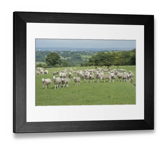 Framed Print : Domestic Sheep, Texel x Rouge ewes with Beltex sired lambs, flock standing in pasture, Bradford, West Yorkshire, England, july