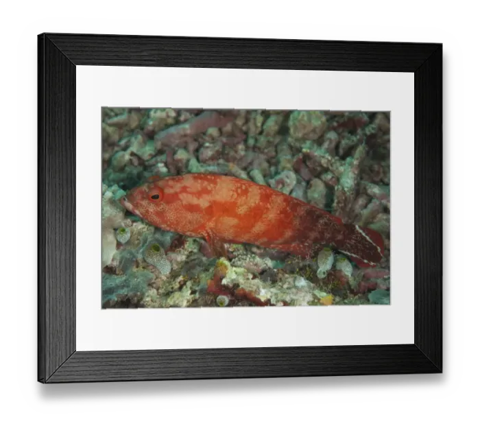 Framed Print : Flagtail Grouper (Cephalopholis urodeta) adult, on reef, Sipadan Island, Sabah, Borneo, Malaysia