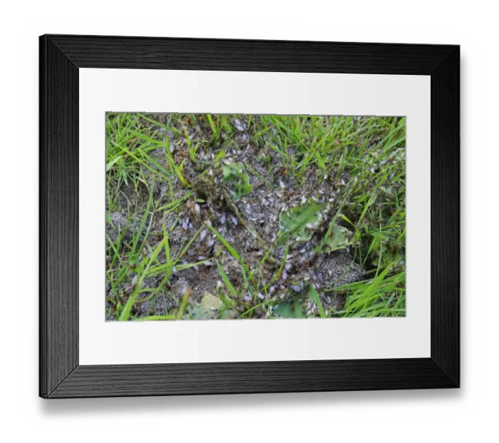 Framed Print : Yellow Meadow Ant (Lasius flavus) workers and winged adults, group emerging from nest in garden lawn, Suffolk, England, august Framed Print : Yellow Meadow Ant (Lasius flavus) workers and winged adults, group emerging from nest in garden lawn, Suffolk, England, august