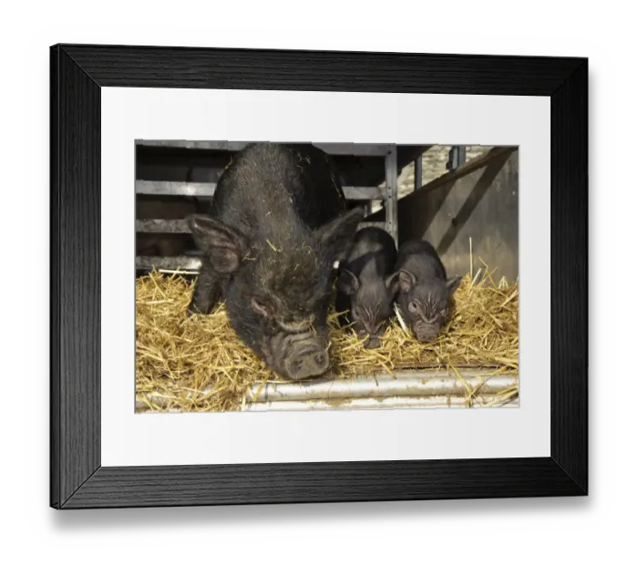 Framed Print : Domestic Pig, Vietnamese Pot-bellied Pig, sow with two piglets, on straw bedding in trailer, Cumbria, England, november Framed Print : Domestic Pig, Vietnamese Pot-bellied Pig, sow with two piglets, on straw bedding in trailer, Cumbria, England, november