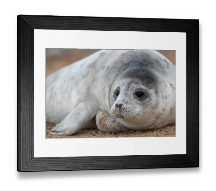 Framed Print : Grey Seal (Halichoerus grypus) pup, close-up of head, Blakeney Point, Norfolk, England, december Framed Print : Grey Seal (Halichoerus grypus) pup, close-up of head, Blakeney Point, Norfolk, England, december