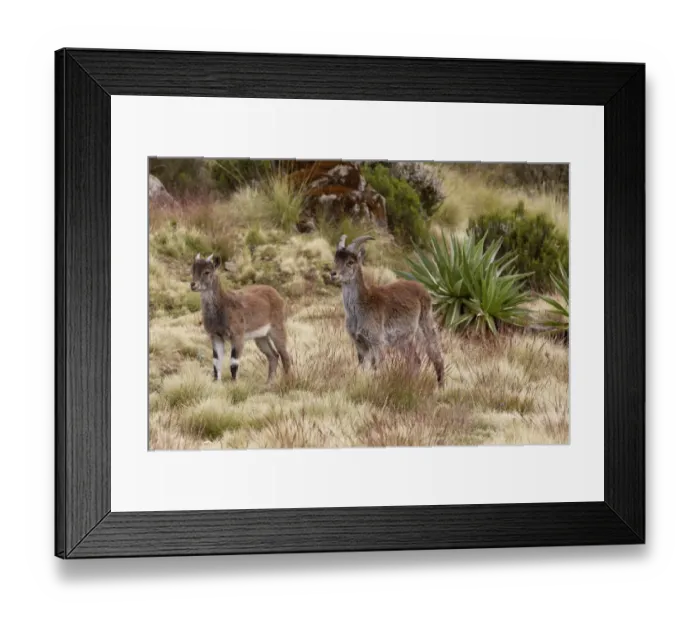 Framed Print : Walia Ibex (Capra walie) young, two different ages, standing, Simien Mountains, Ethiopia Framed Print : Walia Ibex (Capra walie) young, two different ages, standing, Simien Mountains, Ethiopia