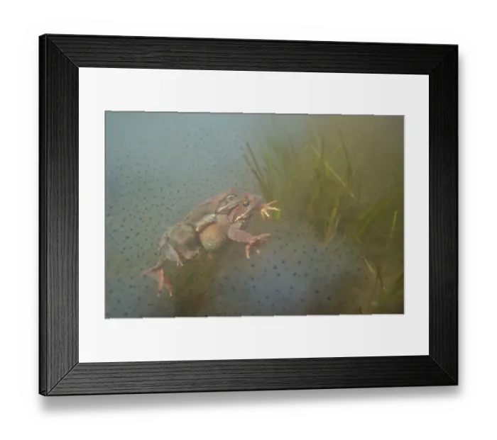 Framed Print : Common Frog (Rana temporaria) adult pair, in amplexus, amongst spawn underwater in montane pool during breeding season, Italy Framed Print : Common Frog (Rana temporaria) adult pair, in amplexus, amongst spawn underwater in montane pool during breeding season, Italy