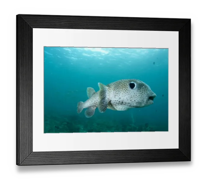 Framed Print : Star Pufferfish (Arothron stellatus) adult, swimming over reef, Mioskon, Dampier Straits, Raja Ampat, West Papua, New Guinea, Indonesia Framed Print : Star Pufferfish (Arothron stellatus) adult, swimming over reef, Mioskon, Dampier Straits, Raja Ampat, West Papua, New Guinea, Indonesia