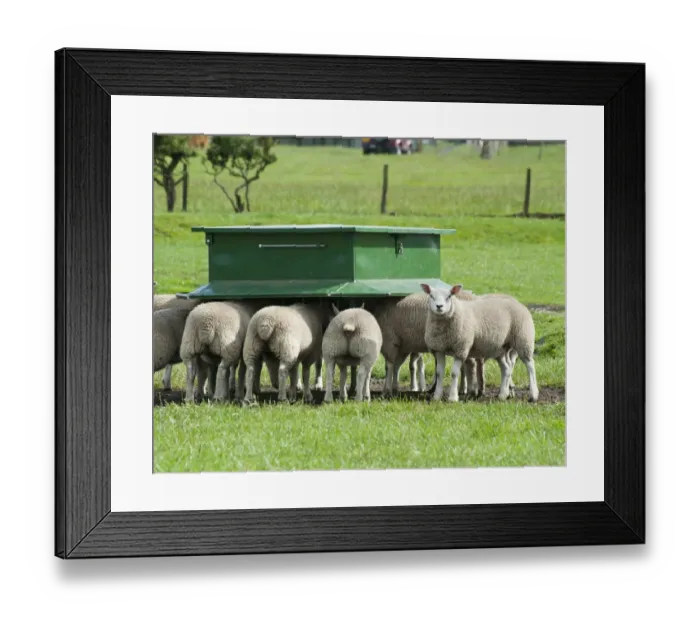 Framed Print : Domestic Sheep, Beltex sired lambs from Texel x Rouge ewes, feeding from creep feeder in pasture, Bradford, West Yorkshire, England, july Framed Print : Domestic Sheep, Beltex sired lambs from Texel x Rouge ewes, feeding from creep feeder in pasture, Bradford, West Yorkshire, England, july