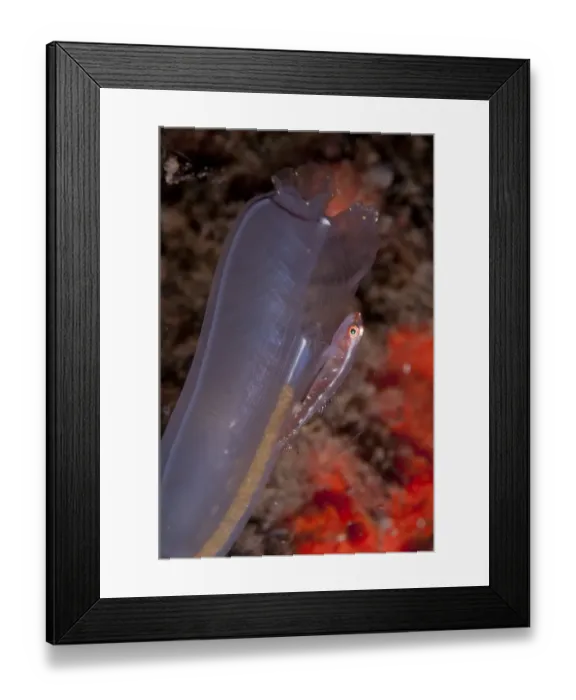 Framed Print : Stonycoral Ghostgoby (Pleurosicya micheli) adult, resting on sea-squirt, Seraya Beach Resort, Bali, Lesser Sunda Islands, Indonesia Framed Print : Stonycoral Ghostgoby (Pleurosicya micheli) adult, resting on sea-squirt, Seraya Beach Resort, Bali, Lesser Sunda Islands, Indonesia