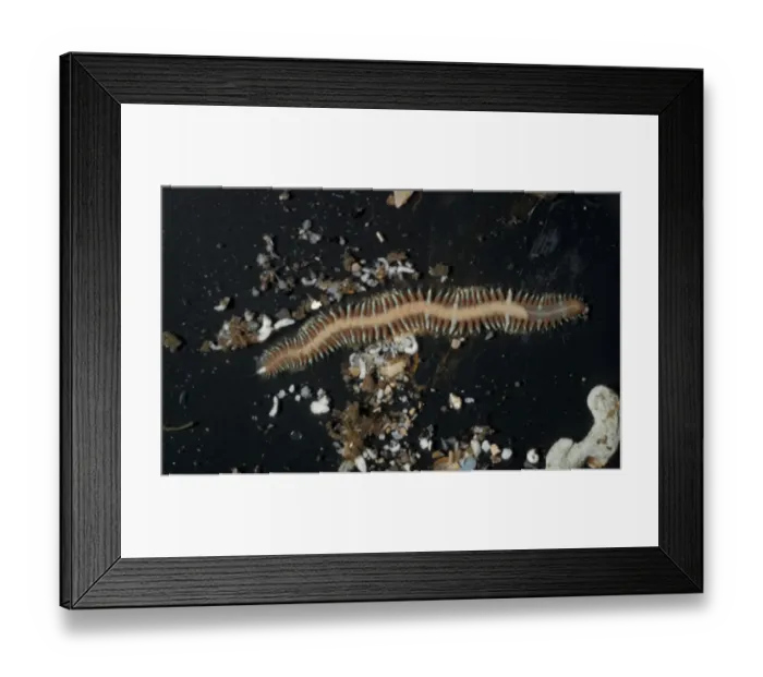 Framed Print : Worm (Ophiodromus fleuosus) South Devon