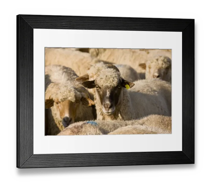 Framed Print : Domestic Sheep, communal flock, close-up of heads, at traditional sheep-fold, near Saschiz, Transylvania, Romania, october Framed Print : Domestic Sheep, communal flock, close-up of heads, at traditional sheep-fold, near Saschiz, Transylvania, Romania, october