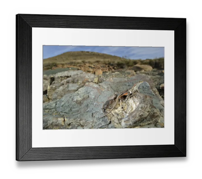 Framed Print : Spotted Sand Lizard (Pedioplanis lineoocellata pulchella) adult, basking on fossil in habitat, Karoo Region, South Africa Framed Print : Spotted Sand Lizard (Pedioplanis lineoocellata pulchella) adult, basking on fossil in habitat, Karoo Region, South Africa