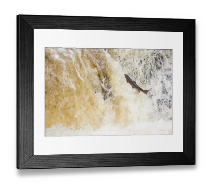 Framed Print : Atlantic Salmon (Salmo salar) adult, leaping up cascade, travelling upstream to spawning ground, Stainforth Force, River Ribble, Ribblesdale, Yorkshire, England, november