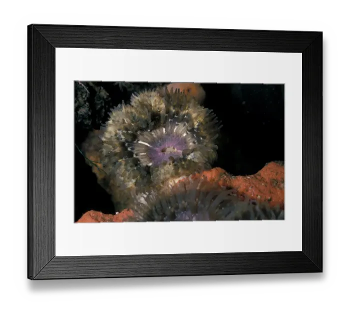 Framed Print : Daisy Anemone (Cereus pedunculatus) Framed Print : Daisy Anemone (Cereus pedunculatus)